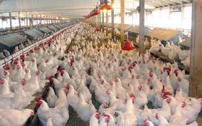  تولید ۲.۶میلیون تن مرغ در کشور/نهاده‌‌‌ها تأمین شد+فیلم 